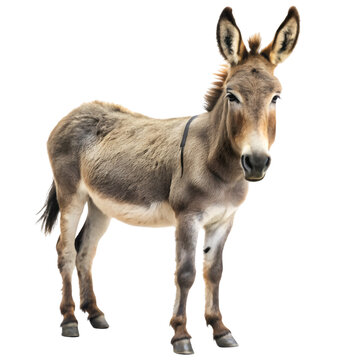 Full body brown donkey standing facing forward on black background animal mammal