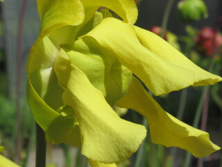 Zbliżenie na kwiaty rośliny z gatunku sarracenia © Kumulugma