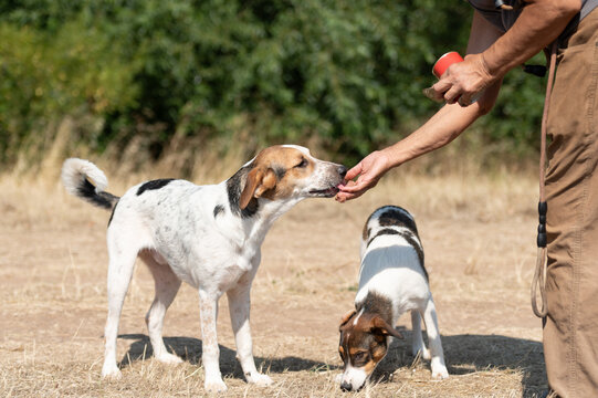 An elderly volunteer lady feeds the rescued dogs after socialization and obedience training