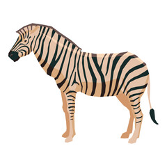 Illustration Of A Zebra Standing Proudly And Beautifully With Distinctive Stripes