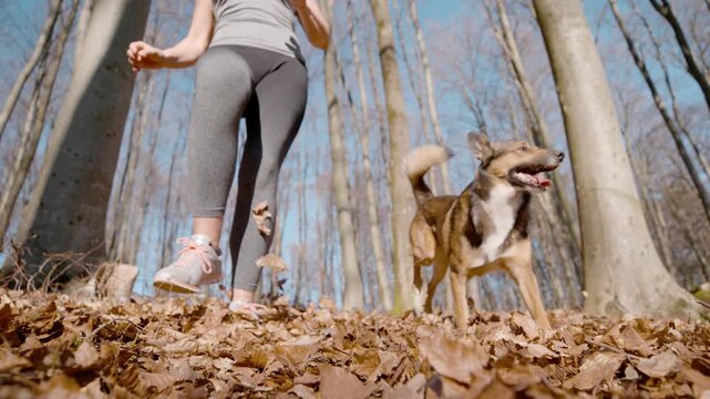 LOW ANGLE VIEW, SLOW MOTION, DOF: Smiling woman jogs through an autumn forest while her energetic dog happily runs beside her. Outdoor exercise framed by tall trees and scattered leaves in fall season