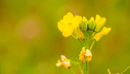 Obraz premium Vibrant yellow flowers in field