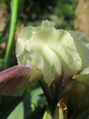 Zbliżenie na kremowe kwiaty irysów © Kumulugma