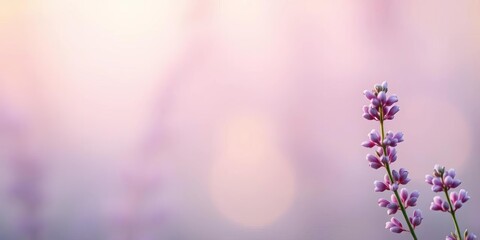 Obraz premium Serene almond-lavender gradient background, soft focus, smooth transition, escape, serenity