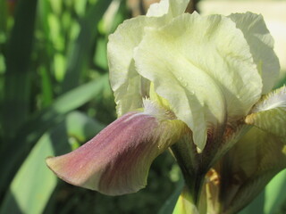 Zbliżenie na kremowe kwiaty irysów © Kumulugma