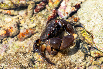 Crabs scuttle, hermit crabs shift shells, sea slugs shine with color. Spiders weave, lizards bask. Coral, seagrass, and sea cucumbers sustain coastal life in harmony.
