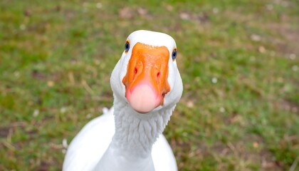 An up-close shot of a white goose with an orange beak on a grass background