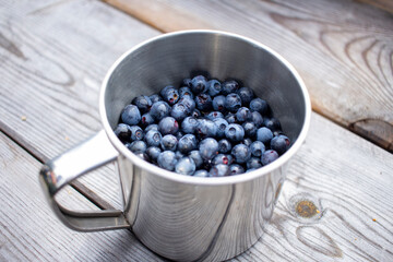 Blaubeeren / Heidelbeeren sammeln und genießen