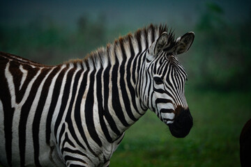 Fototapeta premium zebra