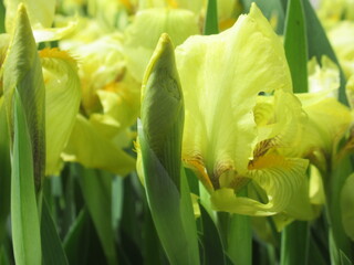 Zbliżenie na żółte kwiaty irysów karłowych © Kumulugma