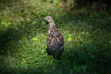 Ruffled Grouse