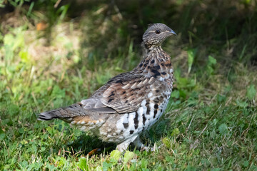 Ruffled Grouse