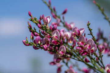 Cytisus scoparius scotch broom ornamental flowers in bloom, purple pink bright color flowering plant
