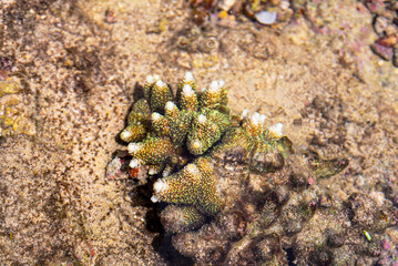 Crabs scuttle, hermit crabs shift shells, sea slugs shine with color. Spiders weave, lizards bask. Coral, seagrass, and sea cucumbers sustain coastal life in harmony.