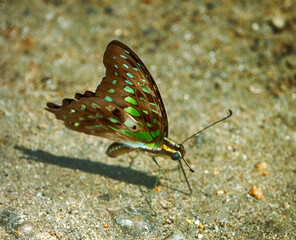 Linnaeus swordtail (Graphium agamemnon) drinks water and gets trace elements on a sandy river beach, Mountainous rainforest on Borneo island, Malaysia. January