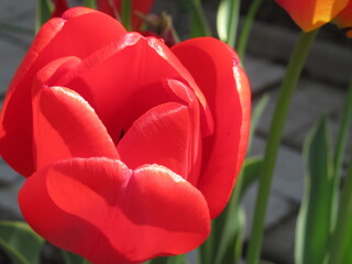 Zbliżenie na kwiat czerwonego tulipana © Kumulugma