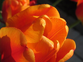 Zbliżenie na kwiat pomarańczowego tulipana © Kumulugma