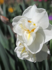 Zbliżenie na kremowe kwiaty żonkila © Kumulugma