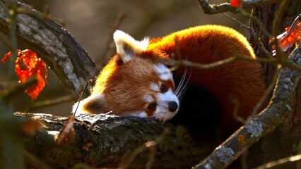 red panda in tree of forest © youness