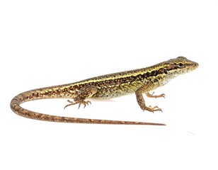 Fototapeta premium Detailed view of a small lizard against white background