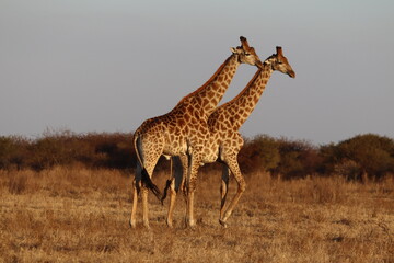 Giraffe