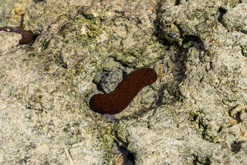 Crabs scuttle, hermit crabs shift shells, sea slugs shine with color. Spiders weave, lizards bask. Coral, seagrass, and sea cucumbers sustain coastal life in harmony.