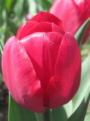 Zbliżenie na kwiat czerwonego tulipana © Kumulugma