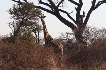 Giraffe