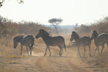 Obraz premium Zebra