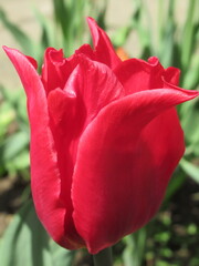 Zbliżenie na kwiat czerwonego tulipana © Kumulugma