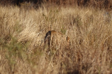 Lioness