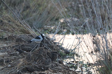 Blacksmith Lapwing