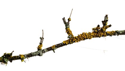 A branch with lichen