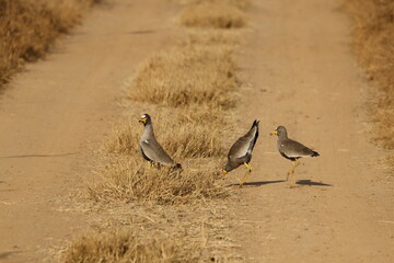 Wattled Lapwing