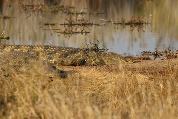 Nile Crocodile