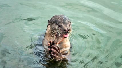 Wild otter from island of Borneo, Sandakan. But in absence of persecution and the presence of fish in cities, otter becomes trusting. Hairy-nosed Otter (Lutra sumatrana) caught a catfish