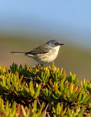 Obraz premium Small bird perched on succulent plant