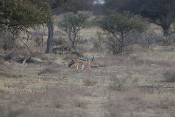 Black-Backed Jackal