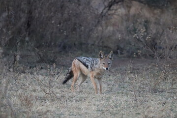 Black-Backed Jackal