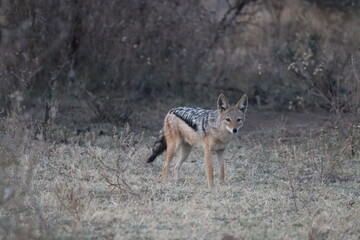 Black-Backed Jackal