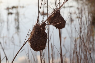 Weaver Birds Nest