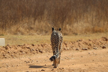 Cheetah