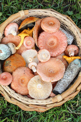 Foraging basket full of fresh wild forest mushrooms