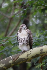 Red Tailed Hawk