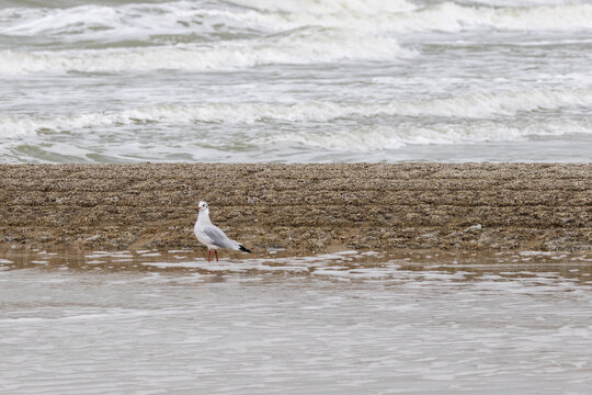 seagull on the beach