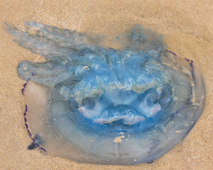 Blue jellyfish on the beach