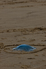 Obraz premium Blue jellyfish