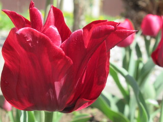 Zbliżenie na różowe kwiaty tulipana © Kumulugma