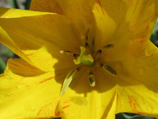 Zbliżenie na płatki żółtego tulipana © Kumulugma