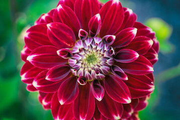 Macro Magic: Bold Red Dahlia in Bloom
An exquisite, detailed view of a lush red dahlia flower, showcasing the unique contrast of its rich crimson petals with their subtle white tips, all highlighted b